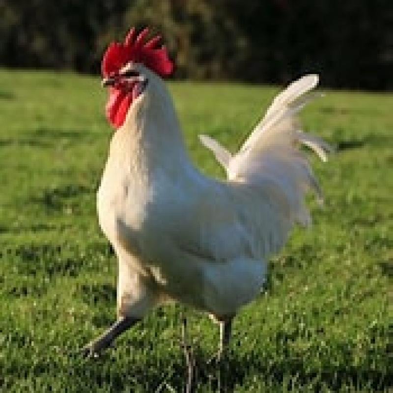 POULET DU PAYS