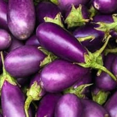 AUBERGINE